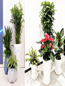 宁波植物出租价格实惠